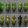 pol icarus pupa12 volg4